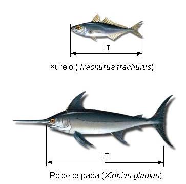 Xeito de medida de peixes